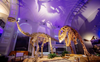 Ticket | Natural History Museum | 2025