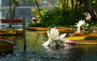 Ticket | Glasshouses | 2026