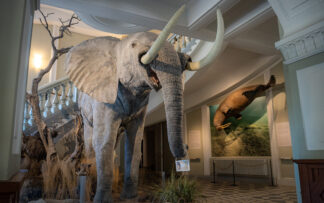 Ticket | Natural History Museum | 2026