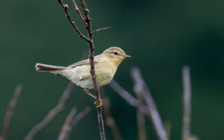 Muuttolintujen matkassa